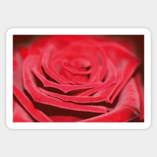 Velvety red rose Sticker